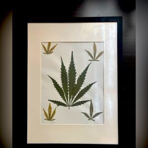 Framed cannabis leaves